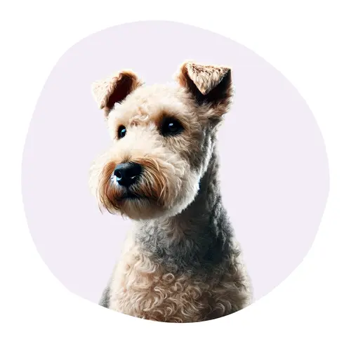 Lakeland Terrier